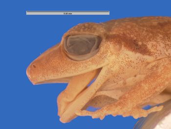 Media type: image; Herpetology A-10609